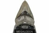 Fossil Megalodon Tooth - Beautiful Tooth #204588-2